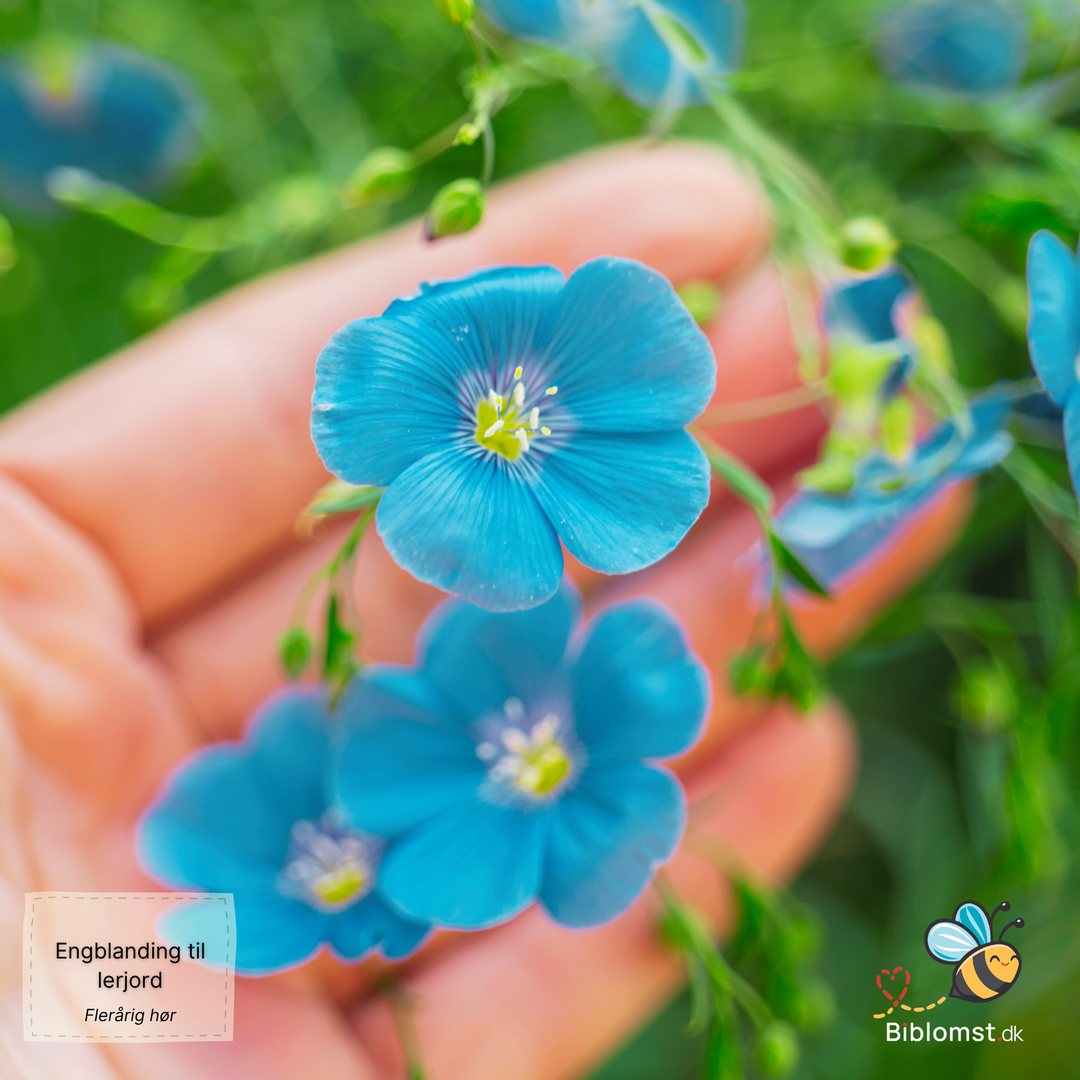 Biblomst - Engblanding til lerjord