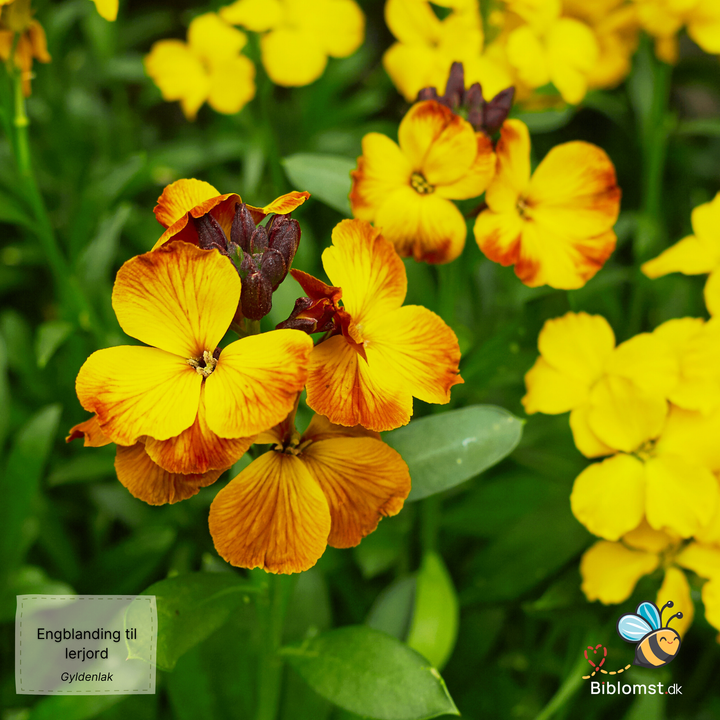 Biblomst - Engblanding til lerjord