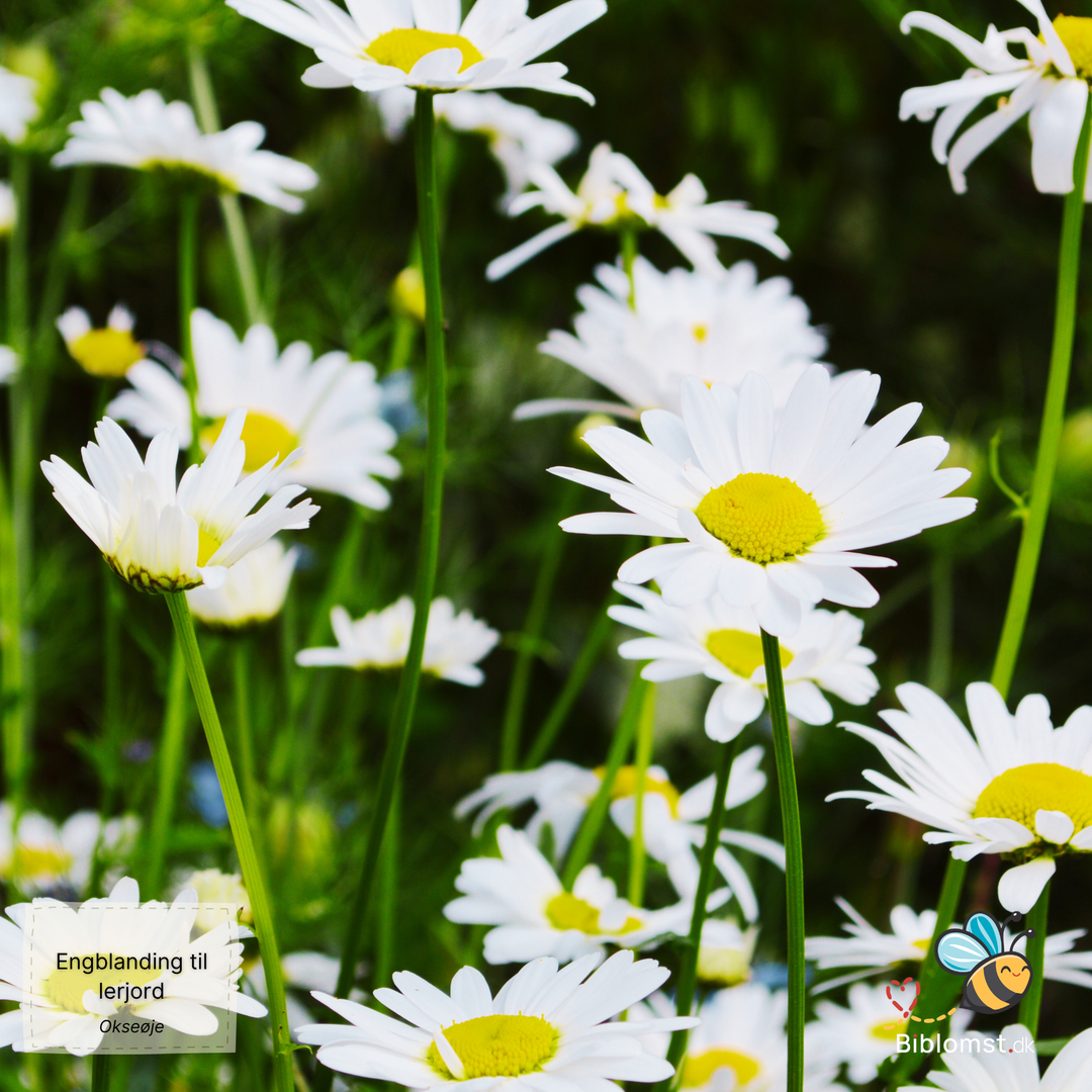 Biblomst - Engblanding til lerjord