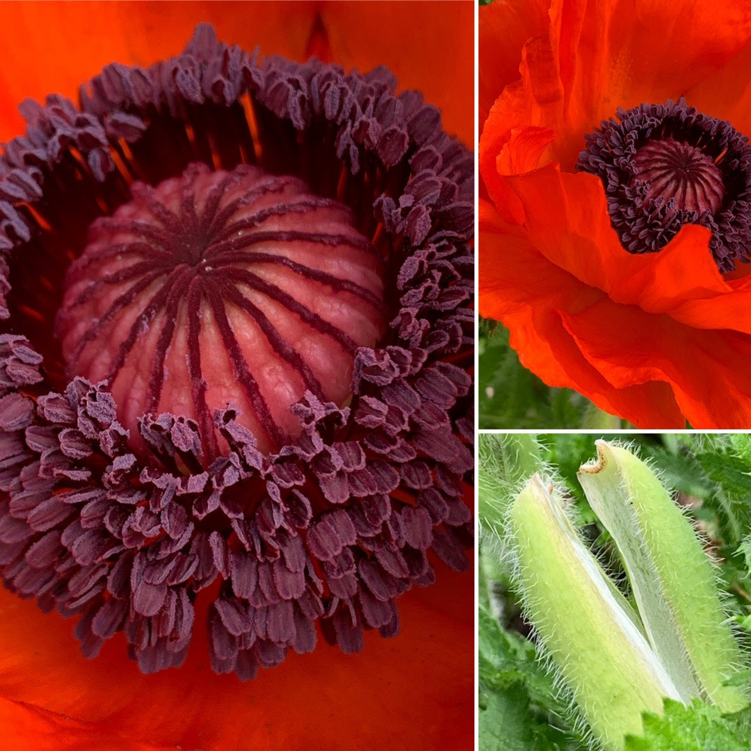 Valmue Gigant - Papaver Giganteum