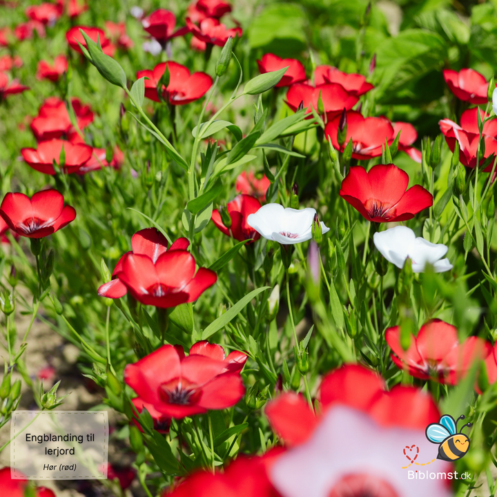 Biblomst - Engblanding til lerjord