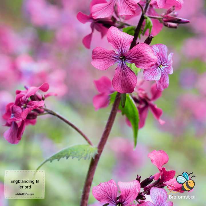 Biblomst - Engblanding til lerjord