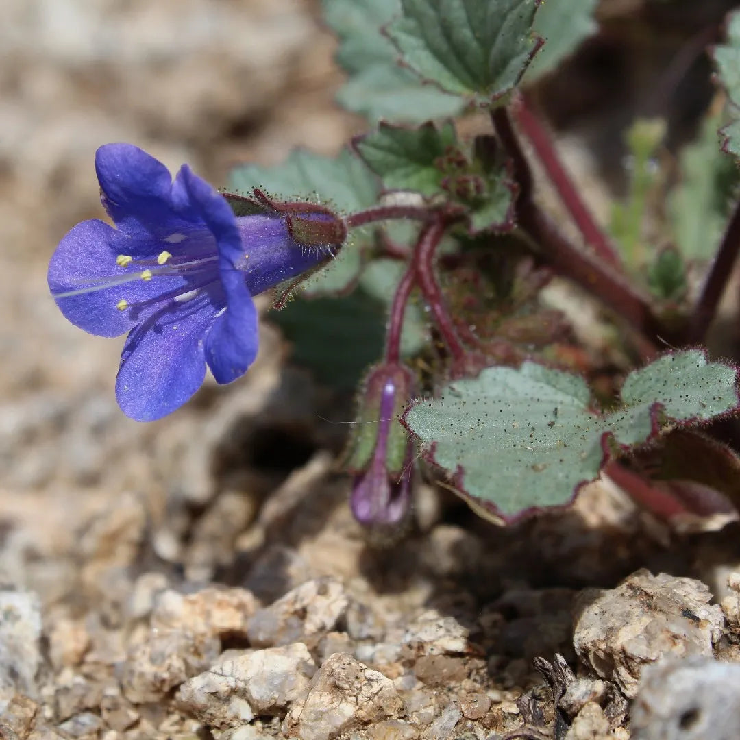 Klokke-honningurt "Desert bluebell" - phacelia campanularia