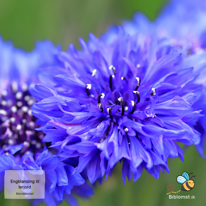 Biblomst - Engblanding til lerjord