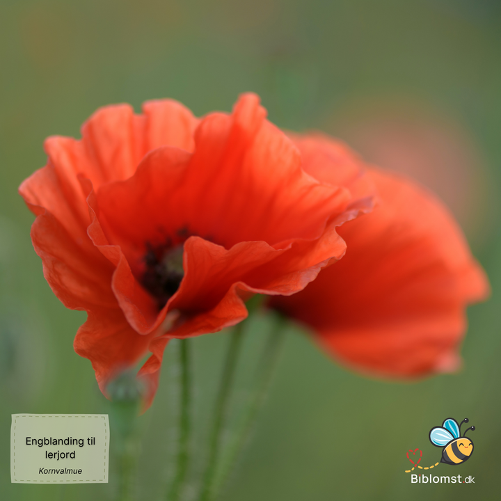 Biblomst - Engblanding til lerjord