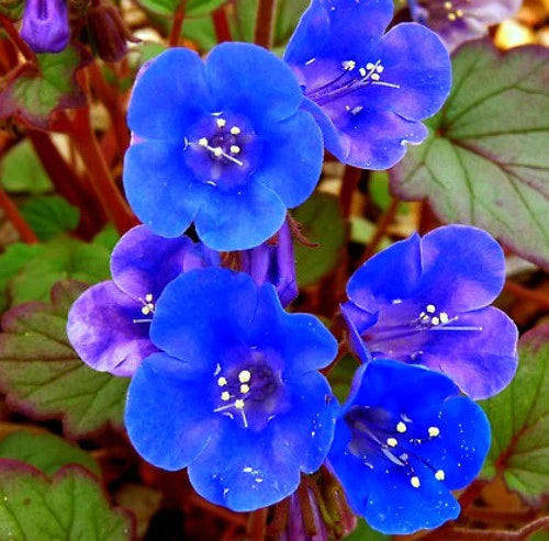 Klokke-honningurt "Desert bluebell" - phacelia campanularia