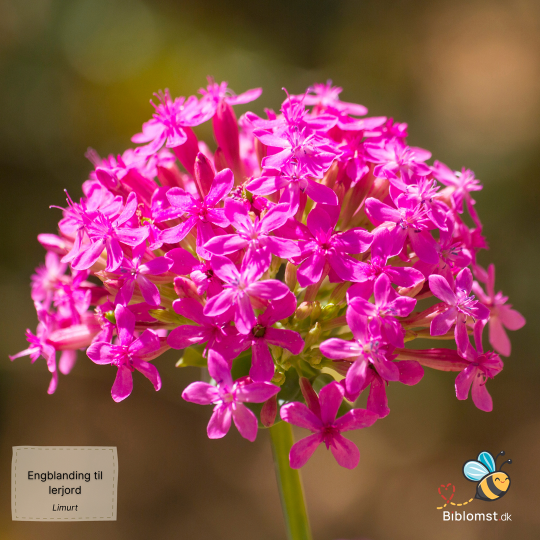 Biblomst - Engblanding til lerjord