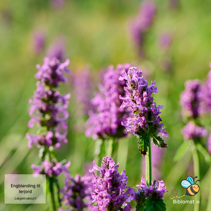 Biblomst - Engblanding til lerjord