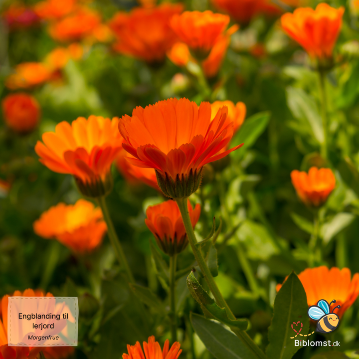 Biblomst - Engblanding til lerjord