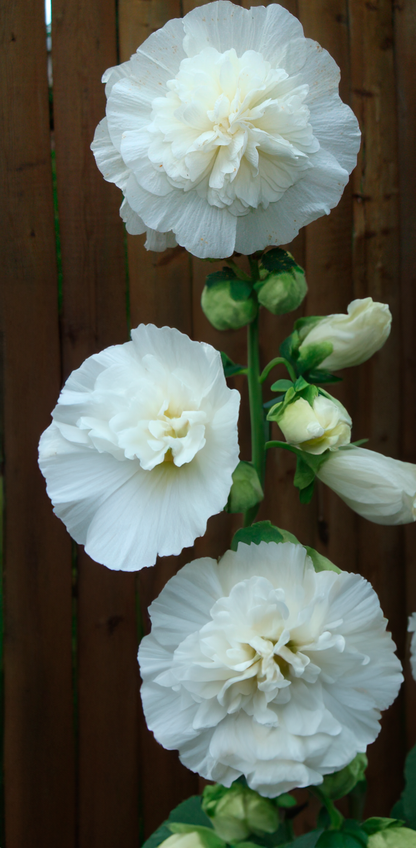 Stokrose 'Chater's Double Triumph White' - Alcea rosea