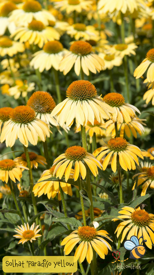 Gul Purpur Solhat – Echinacea purpurea ‘Paradiso Yellow’