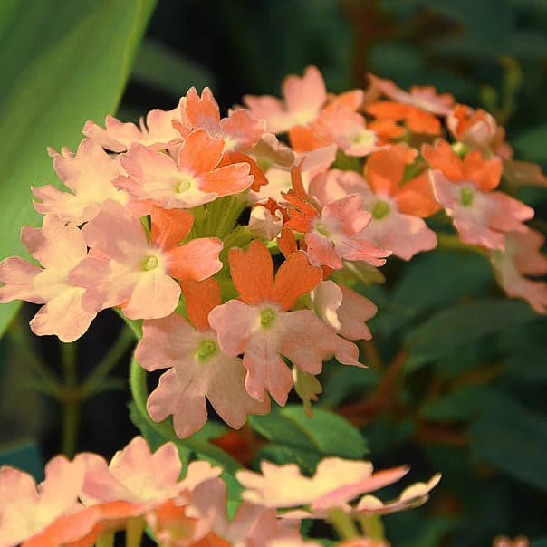 Aprikosfarvet verbena !  - Verbena hybrida nana compacta 'Apricot'