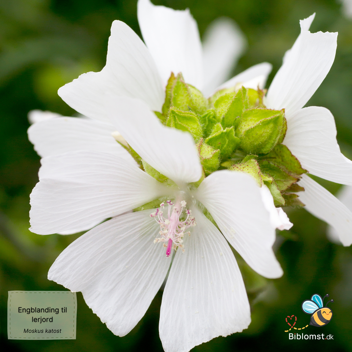 Biblomst - Engblanding til lerjord