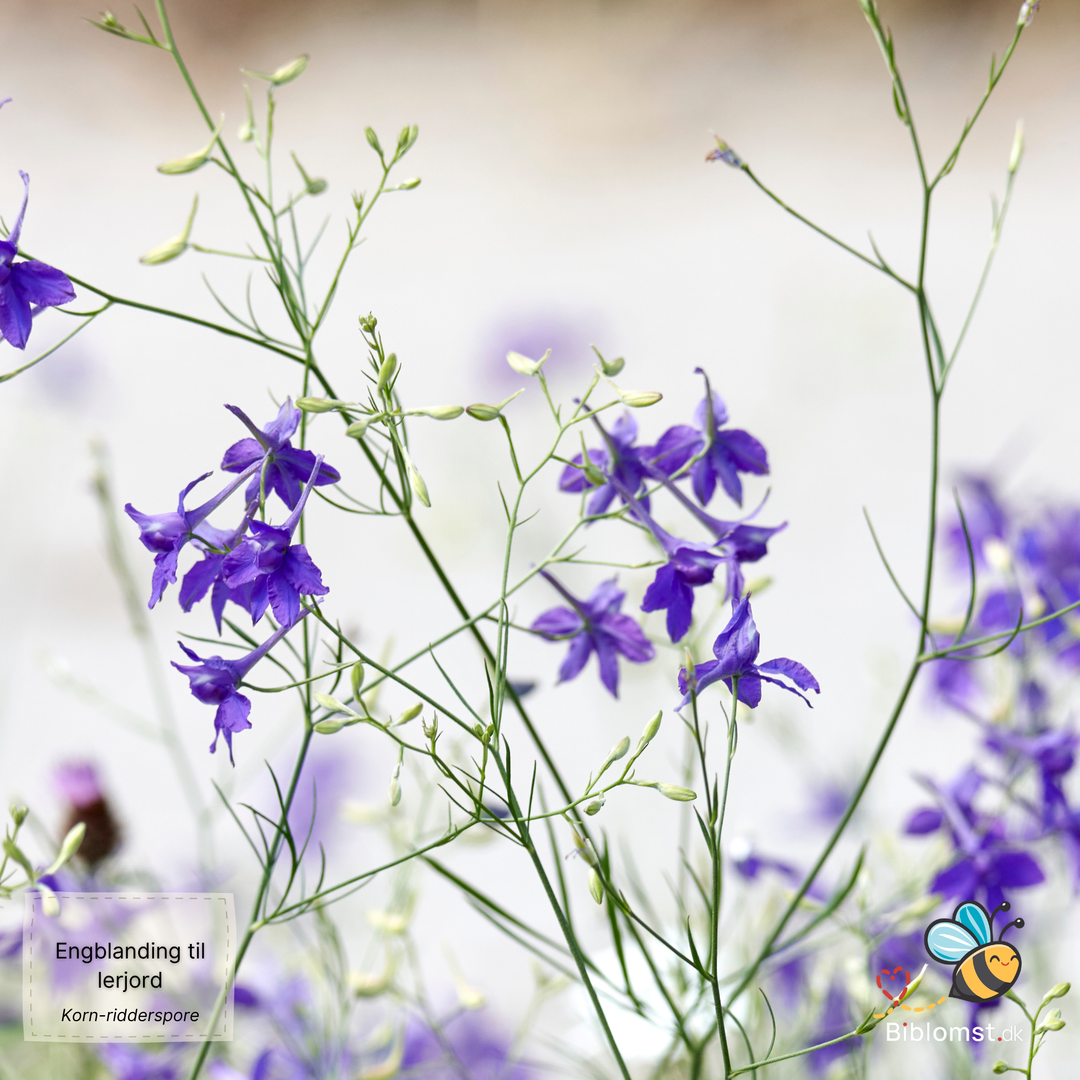 Biblomst - Engblanding til lerjord