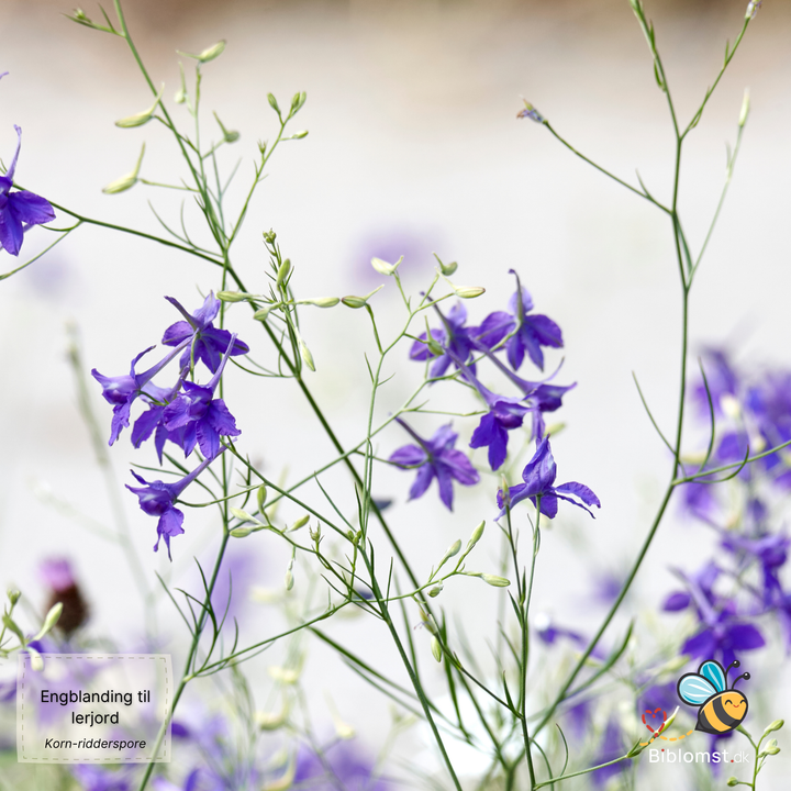 Biblomst - Engblanding til lerjord