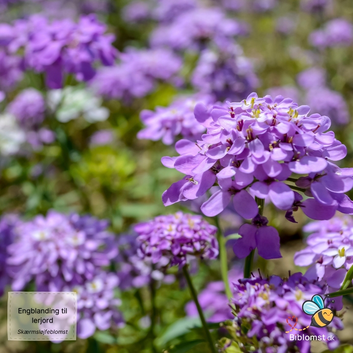 Biblomst - Engblanding til lerjord