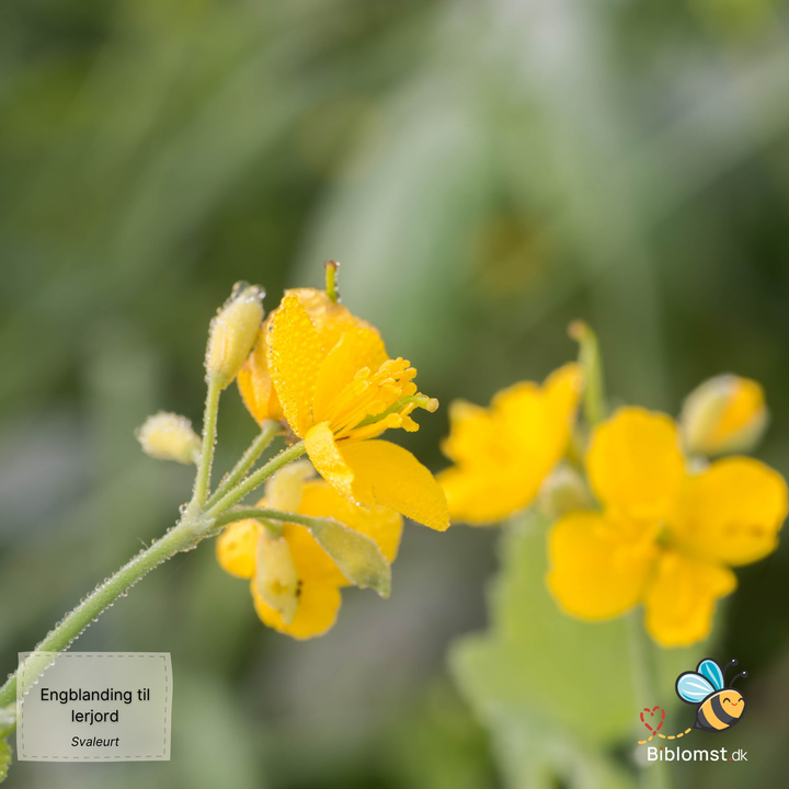 Biblomst - Engblanding til lerjord