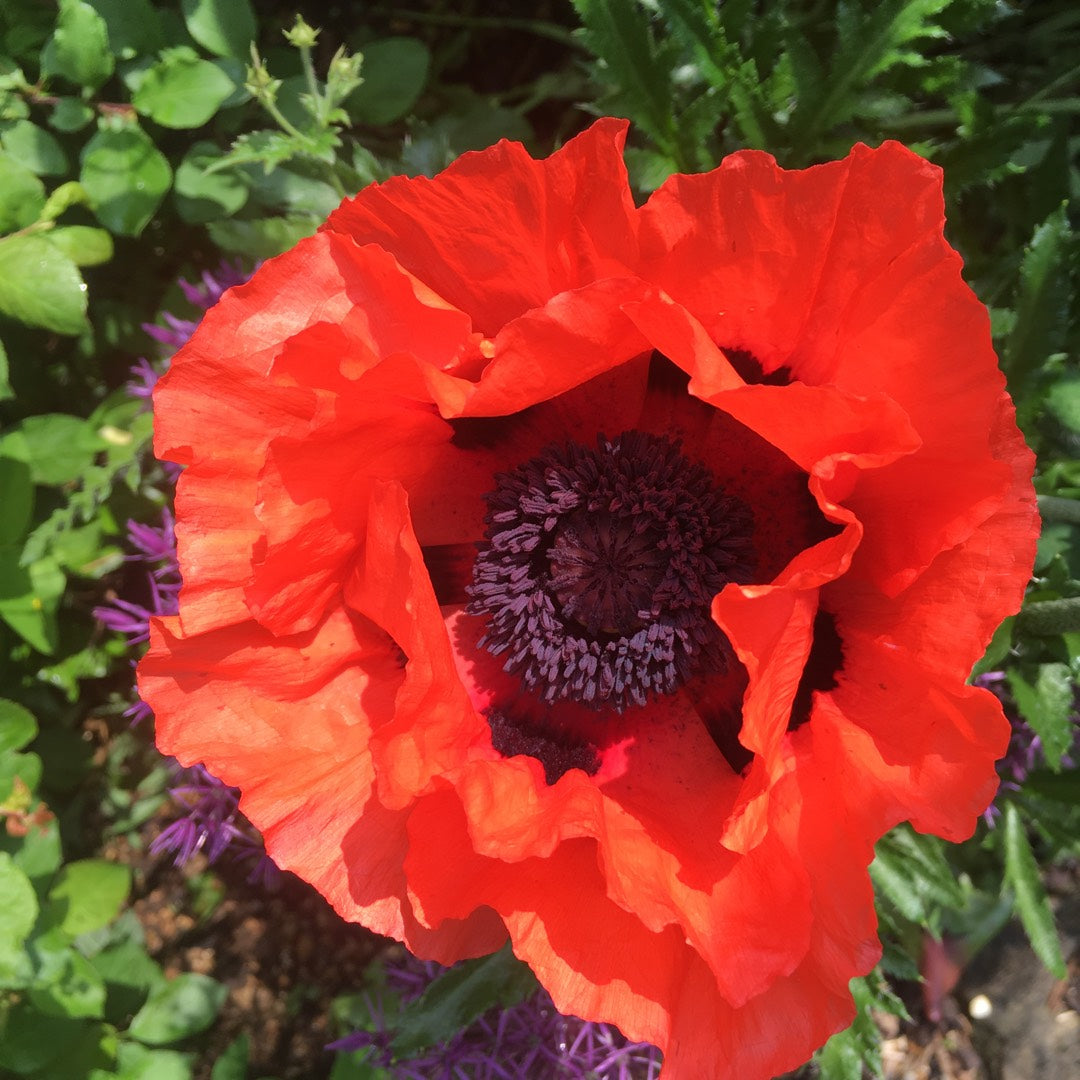 Valmue Gigant - Papaver Giganteum