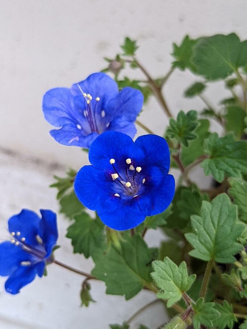 Klokke-honningurt "Desert bluebell" - phacelia campanularia