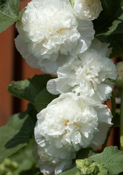 Stokrose 'Chater's Double Triumph White' - Alcea rosea