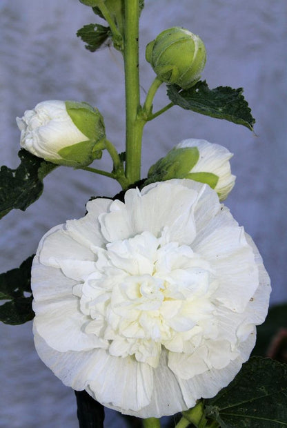 Stokrose 'Chater's Double Triumph White' - Alcea rosea