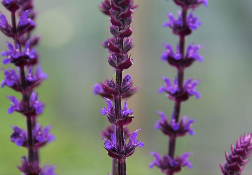 Salvie West-Friesland - salvia nemrosa