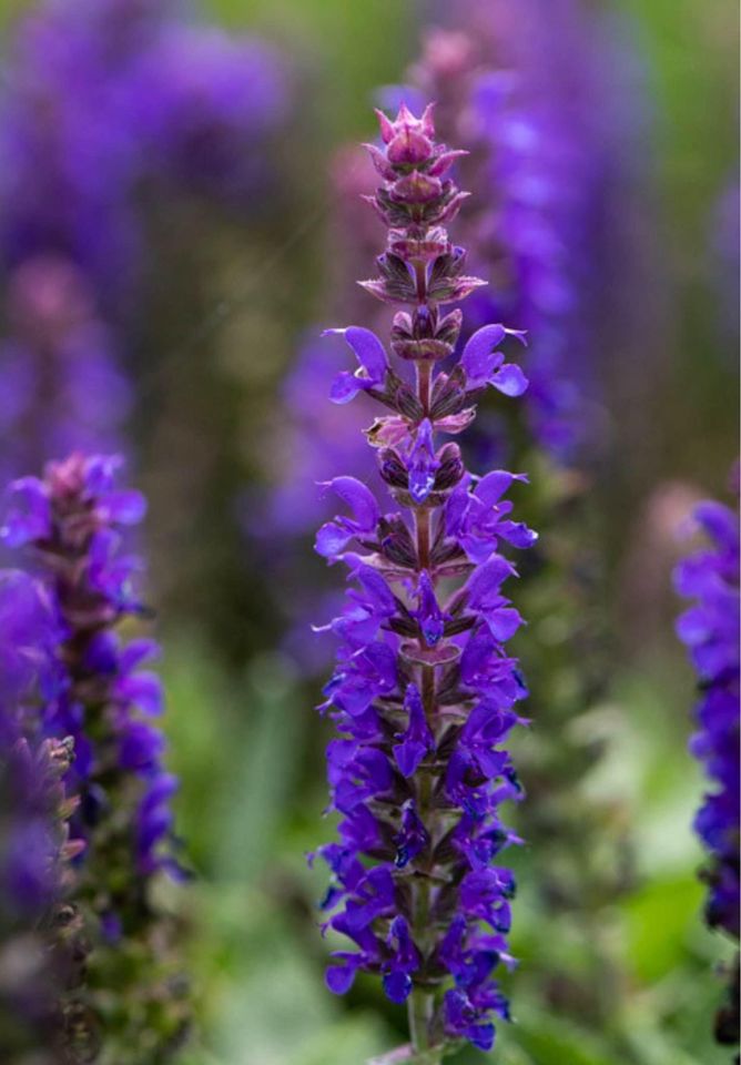 Salvie West-Friesland - salvia nemrosa