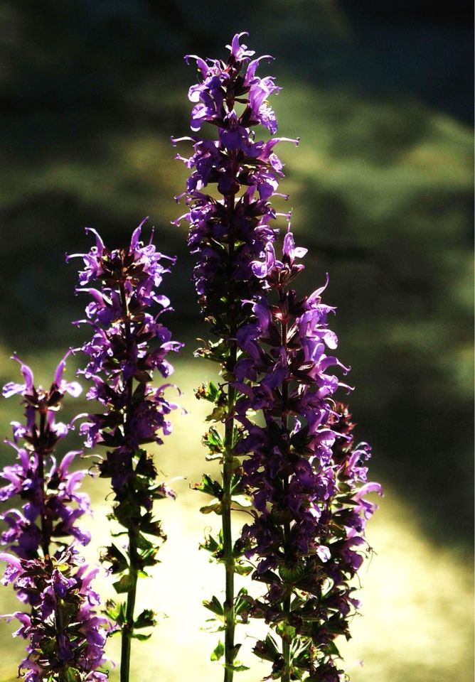 Salvie West-Friesland - salvia nemrosa