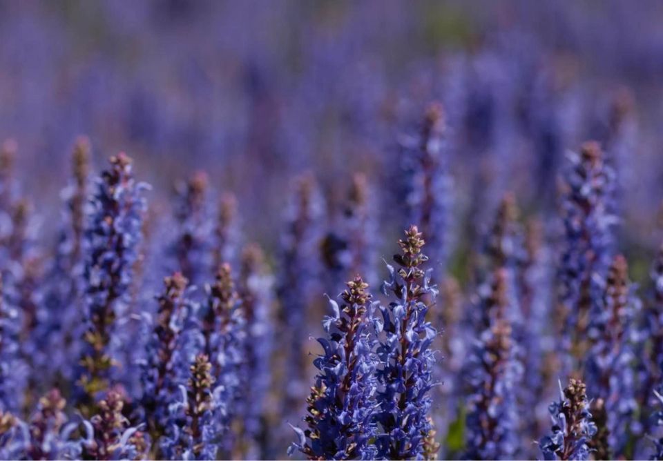 Salvie West-Friesland - salvia nemrosa