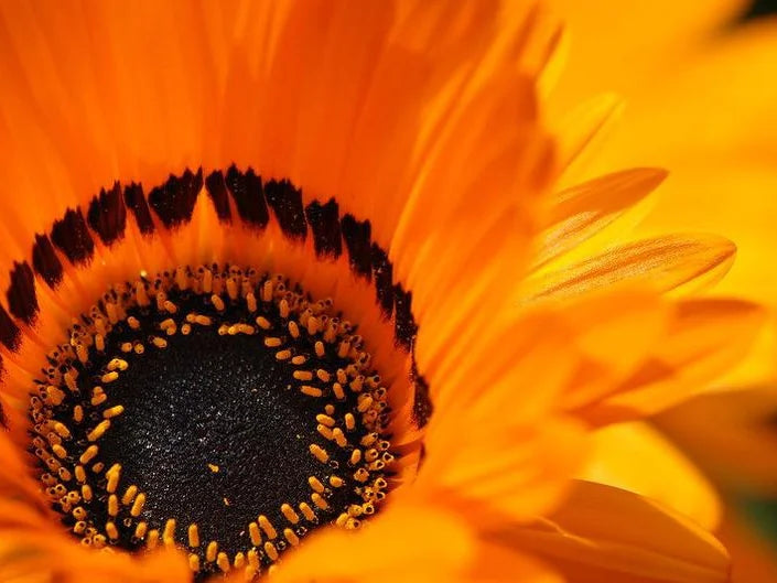 Antilopeøje - orange prince - Venidium fastuosum