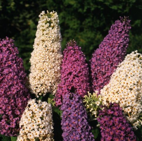 Sommerfuglebusk, Buddleja davidii 'Butterfly Hybrids'