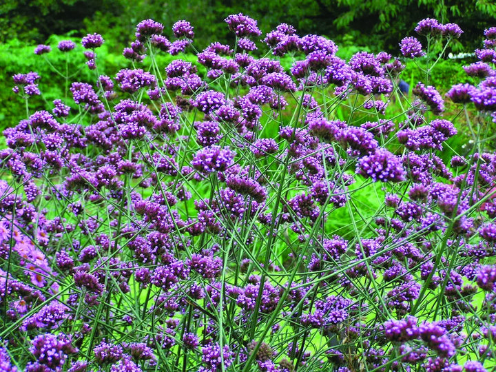 Kæmpe Verbena (Jernurt) - Finesse - verbena bonarensis