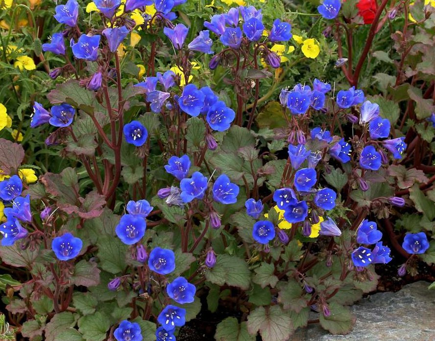 Klokke-honningurt "Desert bluebell" - phacelia campanularia