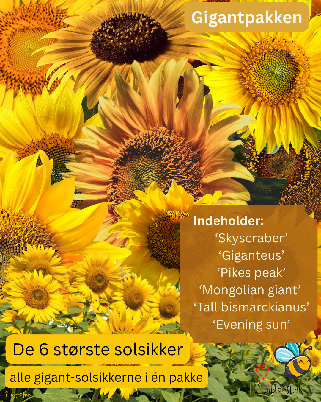 De største solsikker i én pakke