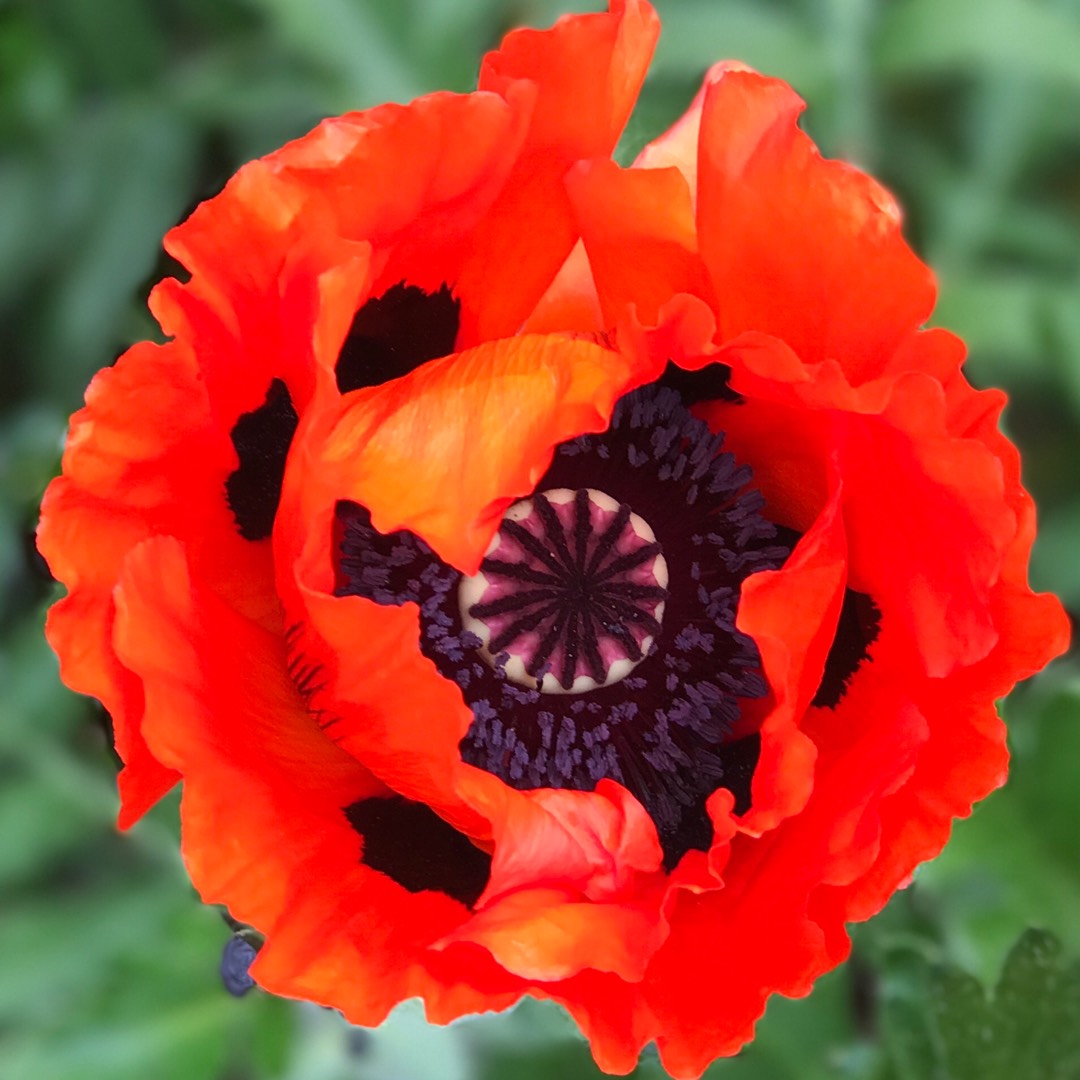 Valmue Gigant - Papaver Giganteum