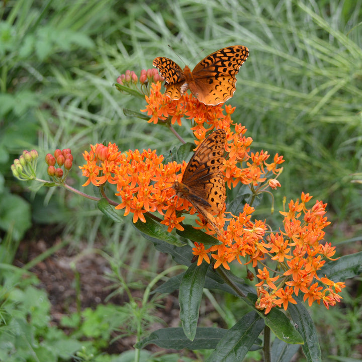 Silkeplante Orange - butterfly weed (asclepias tuberosa)
