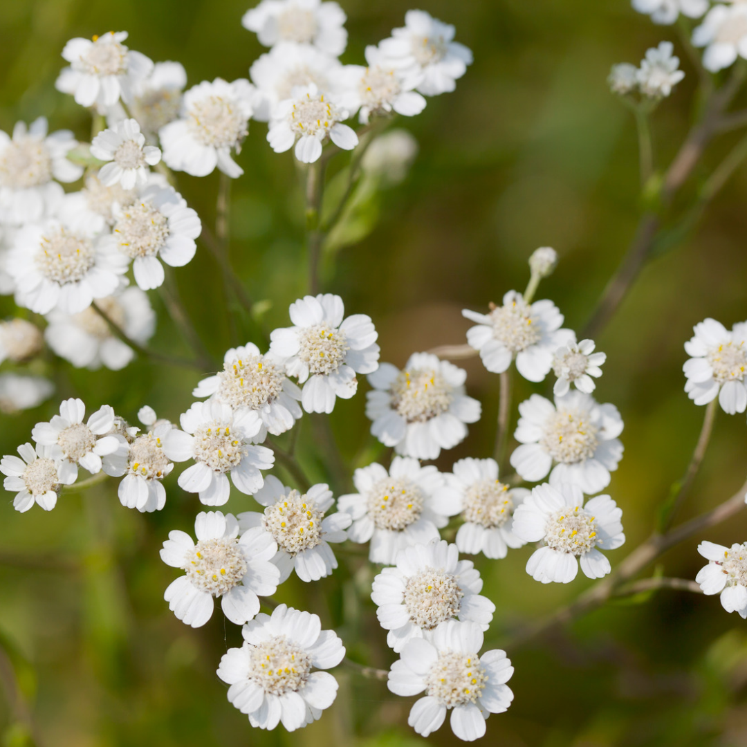 Nyserøllike – Achillea ptarmica