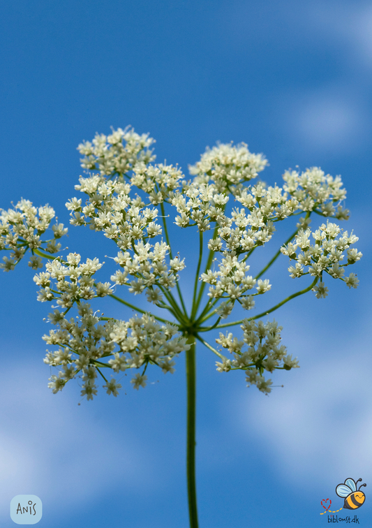 Anis - Pimpinella anisum