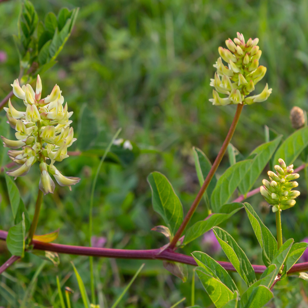 Sød astragel – Astragalus glycyphyllos