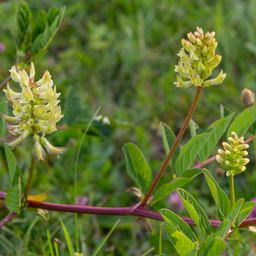 Sød astragel – Astragalus glycyphyllos