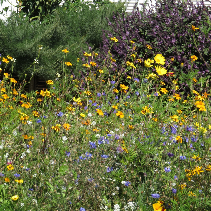 Biblomst nyttedyrsblanding i blomst – for svirrefluer, snyltehvepse og rovtæger