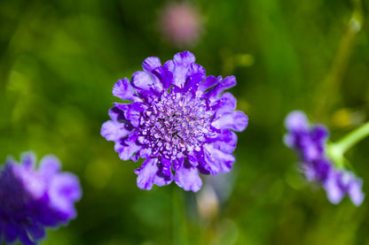 Blåhat - Knautia arvensis