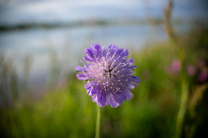 Blåhat - Knautia arvensis