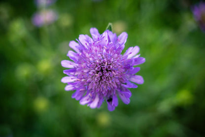 Blåhat - Knautia arvensis