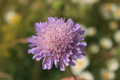 Blåhat - Knautia arvensis