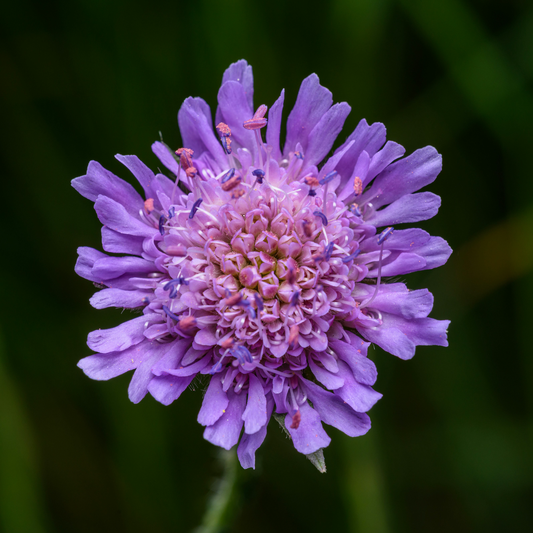 Blåhat - Knautia arvensis