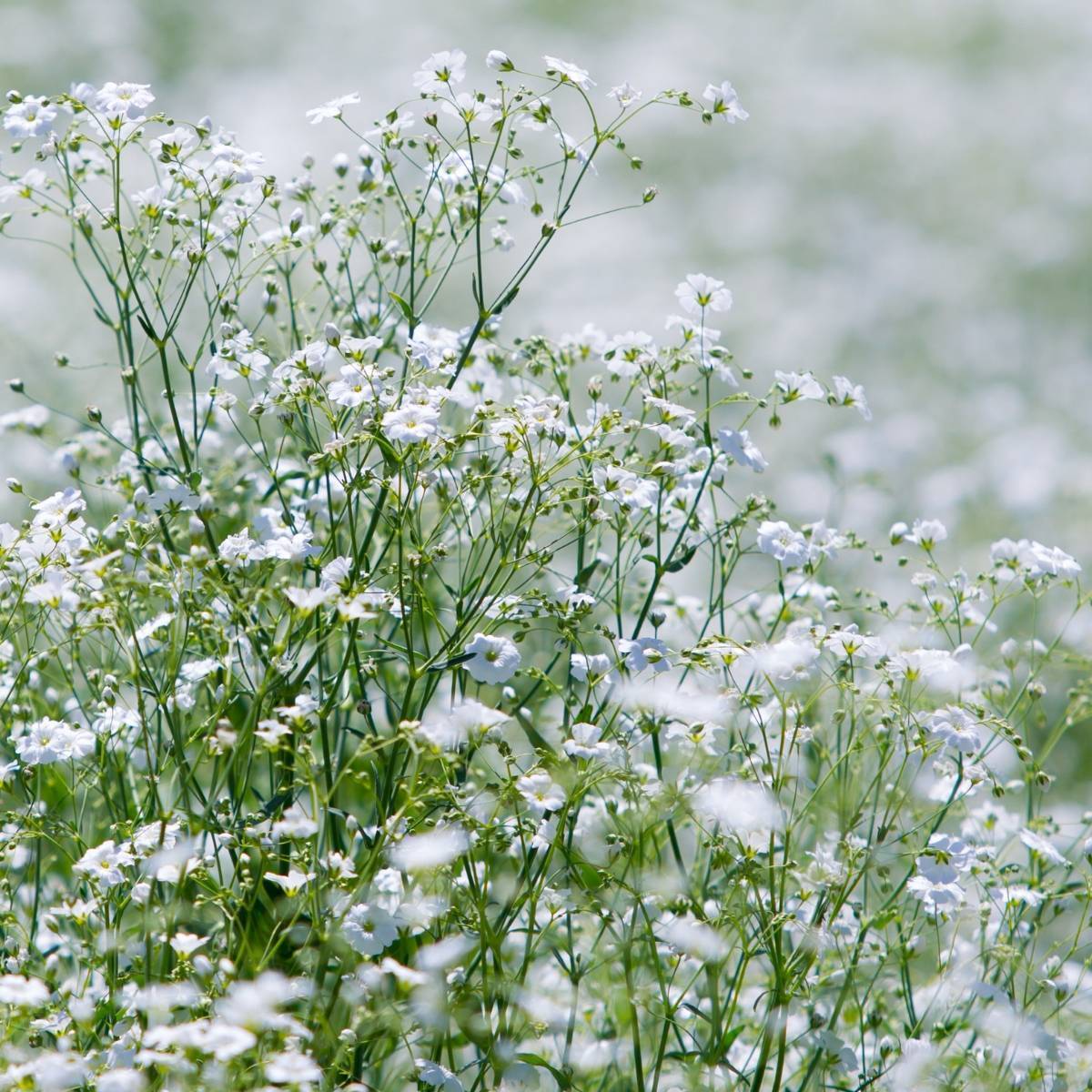 Brudeslør Storblomstret  - Baby's Breath - Gypsophila elegans