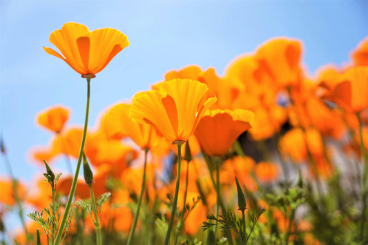 Californisk Valmue  'Golden West' - eschscholzia californica