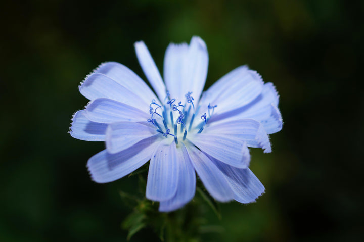Cikorie – Cichorium intybus