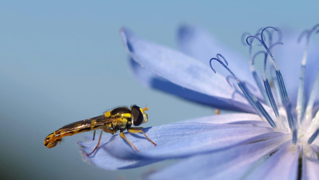 Cikorie – Cichorium intybus